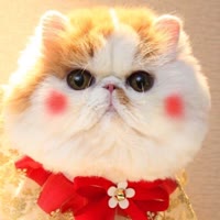 东北你猫姐😻晚9点播