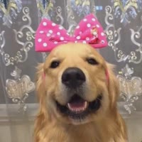 金毛蛋黄