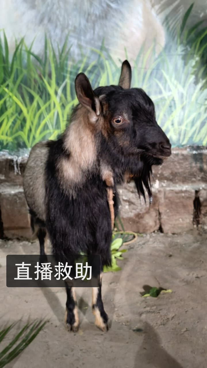 老疯杨是我的快手直播
