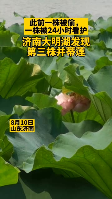 8月10日 观山东粉丝爆料 济南大明湖发现第三株并蒂莲 此前 一株